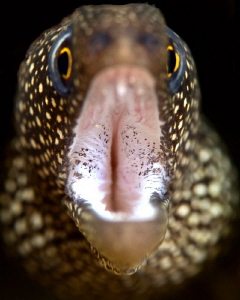 Double Bokeh..Golden Moray by John Roach 